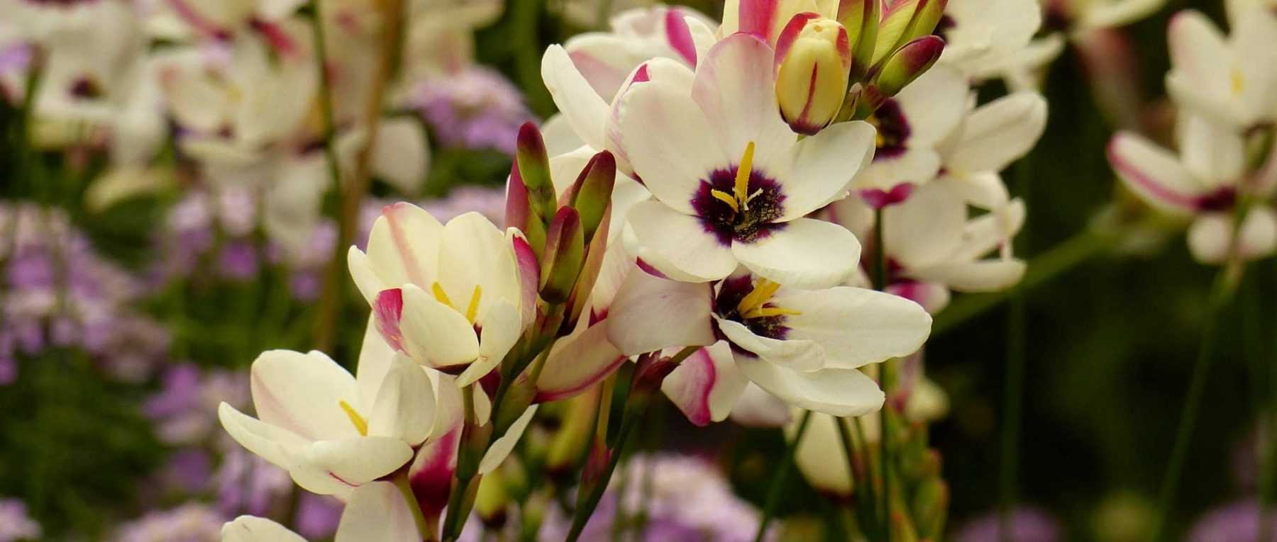 <em>Ixia</em>: planting, cultivation and care