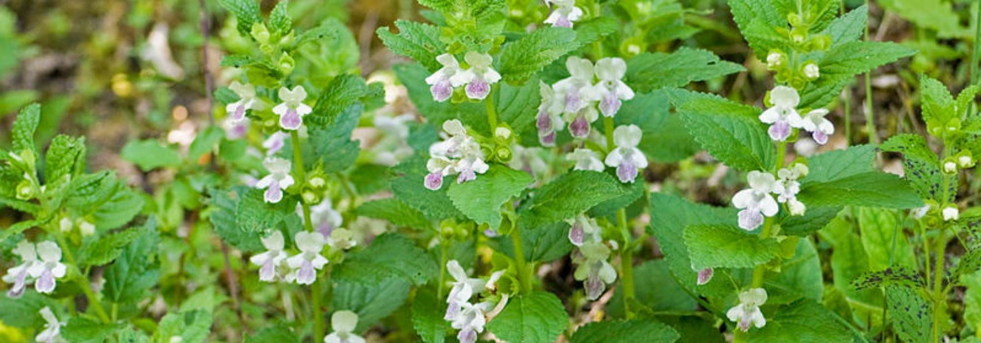 <em>Melittis melissophyllum</em>, bastard balm: planting and care