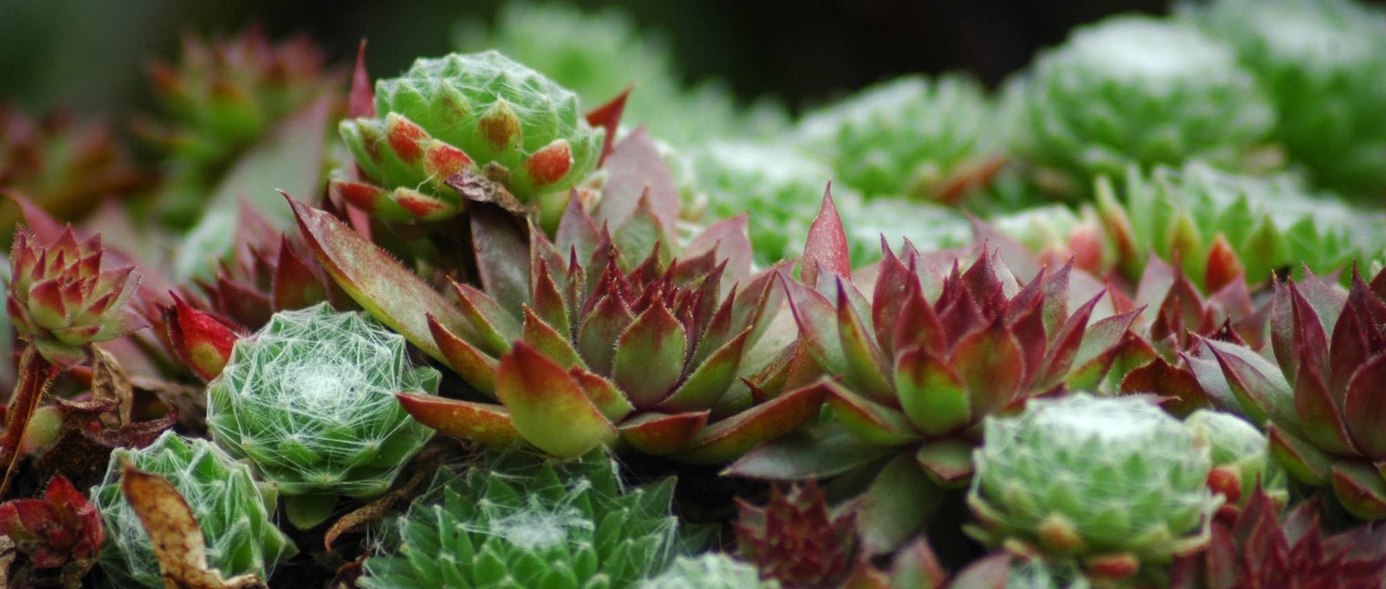 <em>Sempervivum</em>, houseleek: plant, grow and care for