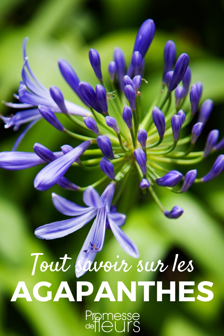 Agapanthus - Planting, Cultivation, Maintenance Agapanthus: Planting, Cultivating, and Maintaining