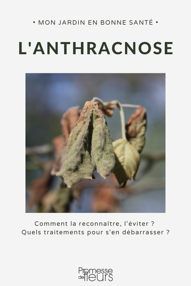anthracnose anthracnose disease