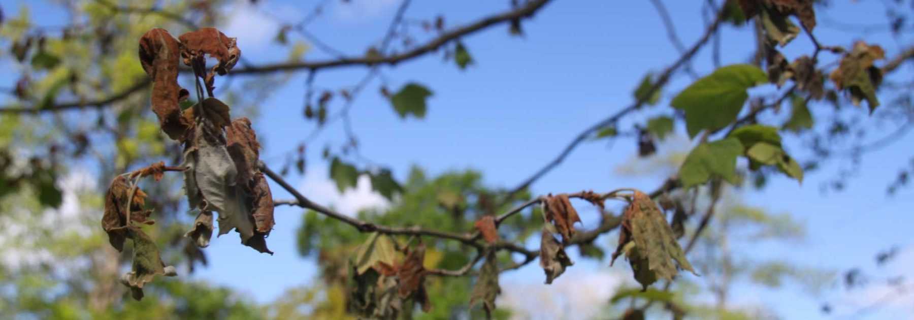 Anthracnose