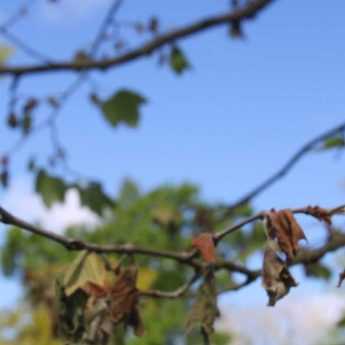 Anthracnose