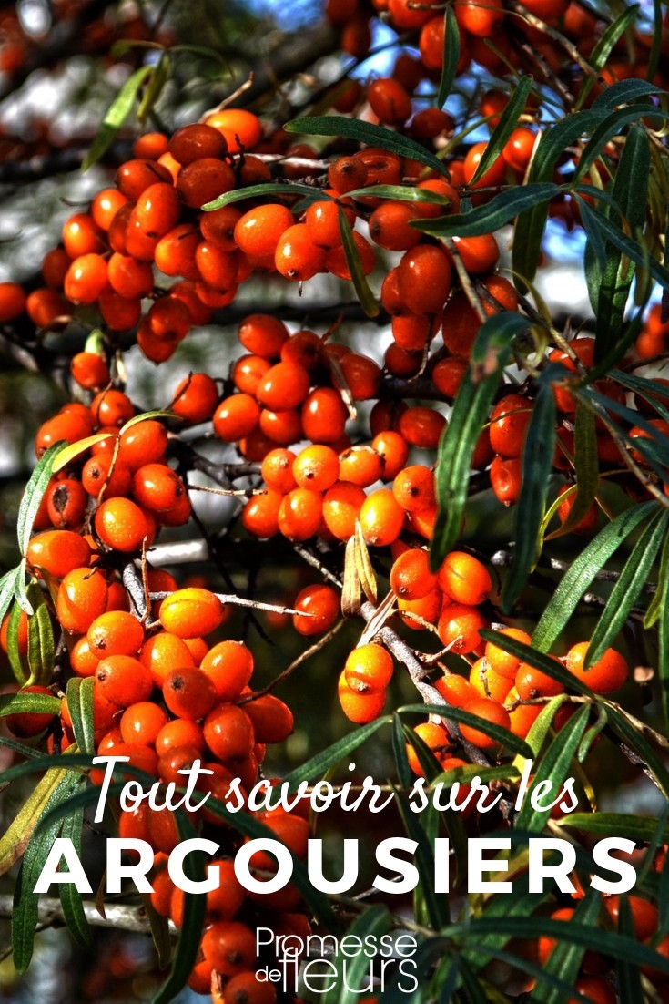 Sea Buckthorn: Everything You Need to Know sea buckthorn