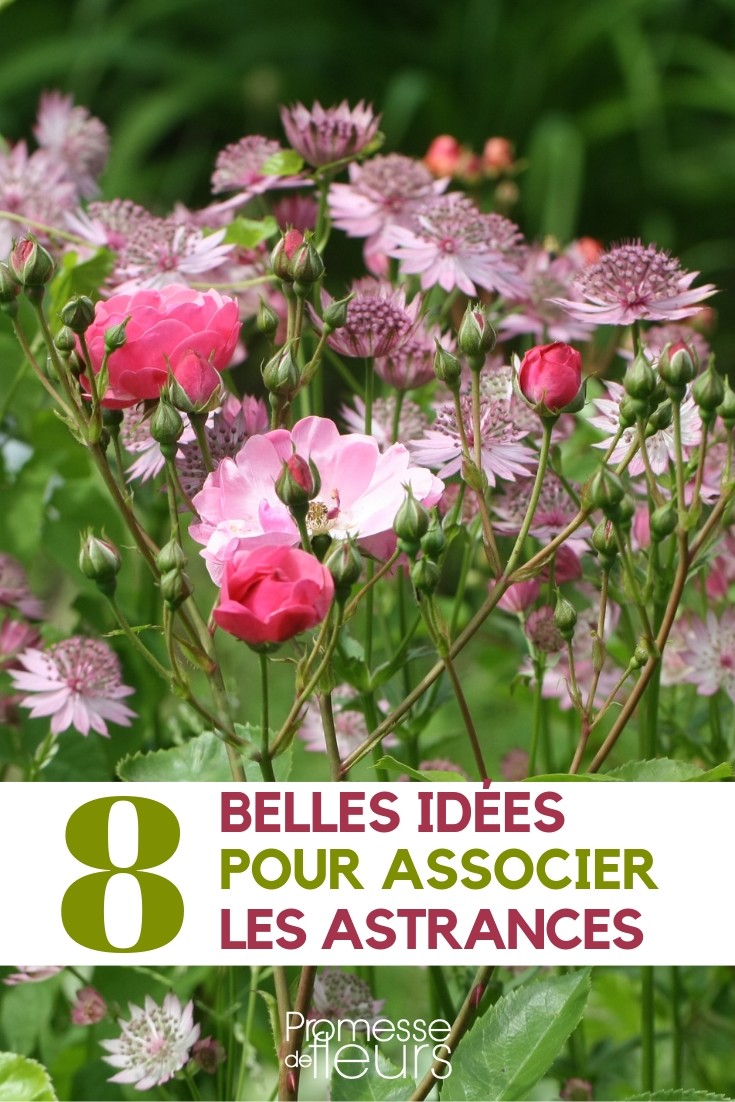 Pairing Astrantias