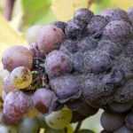 <em>Botrytis</em> or grey mould