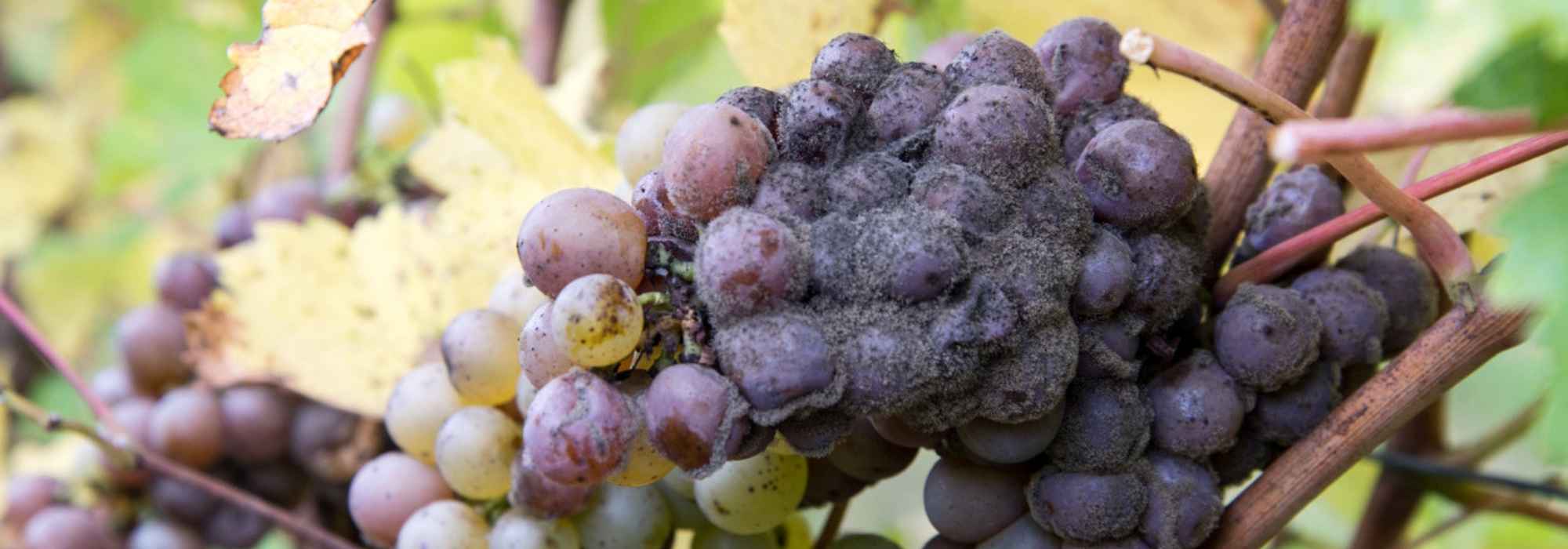 <em>Botrytis</em> or grey mould