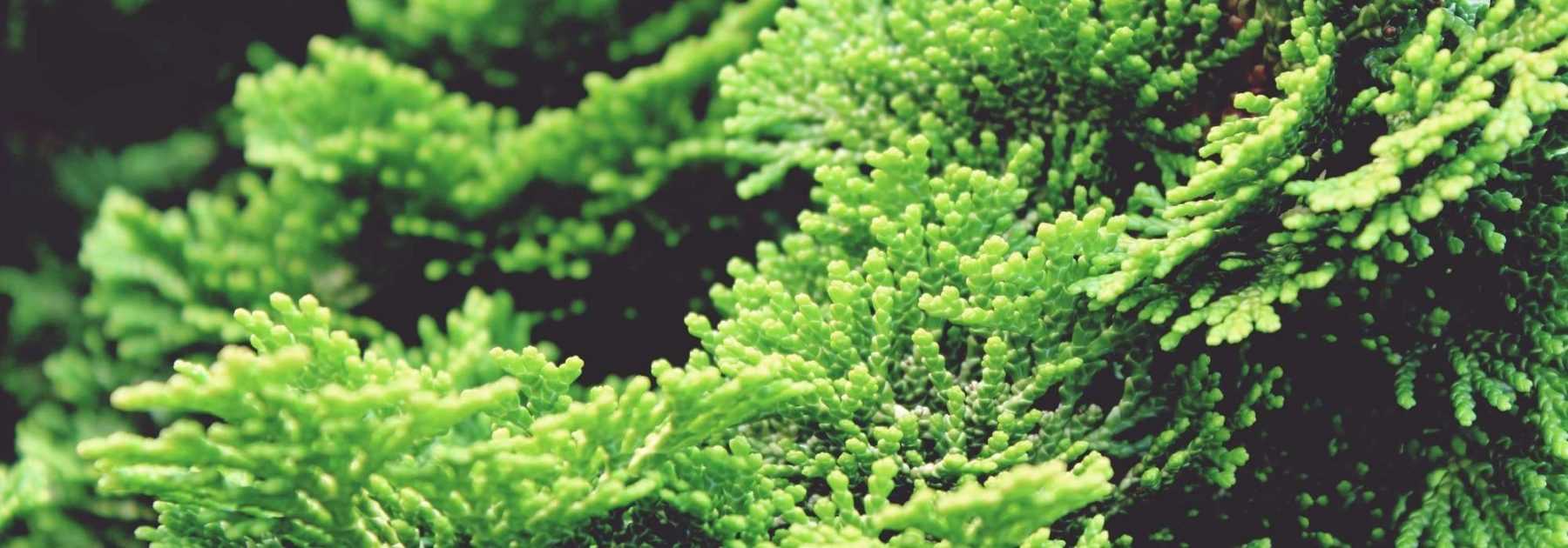 <em>Chamaecyparis</em>, false cypress: planting, pruning and care