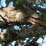 Canker of trees and fruit trees