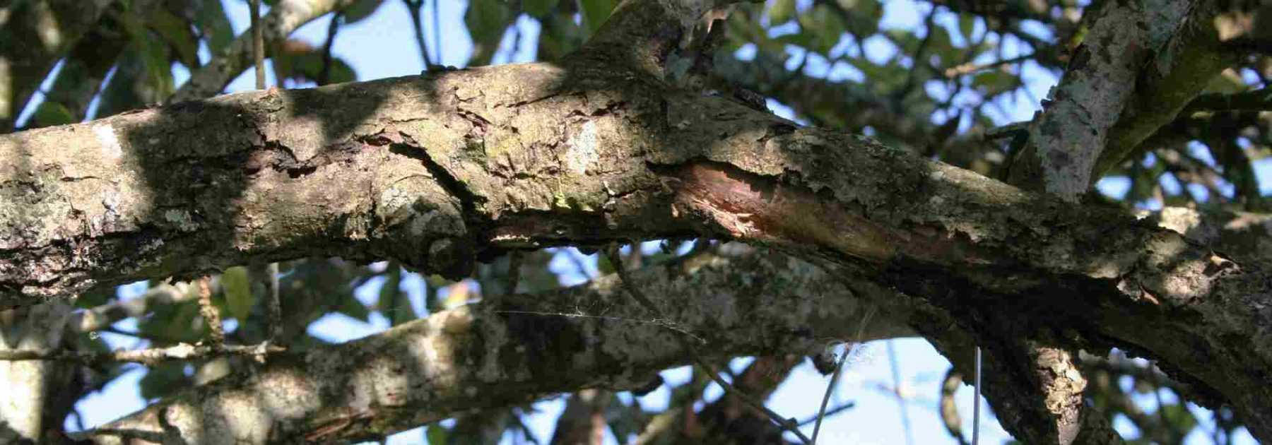Canker of trees and fruit trees