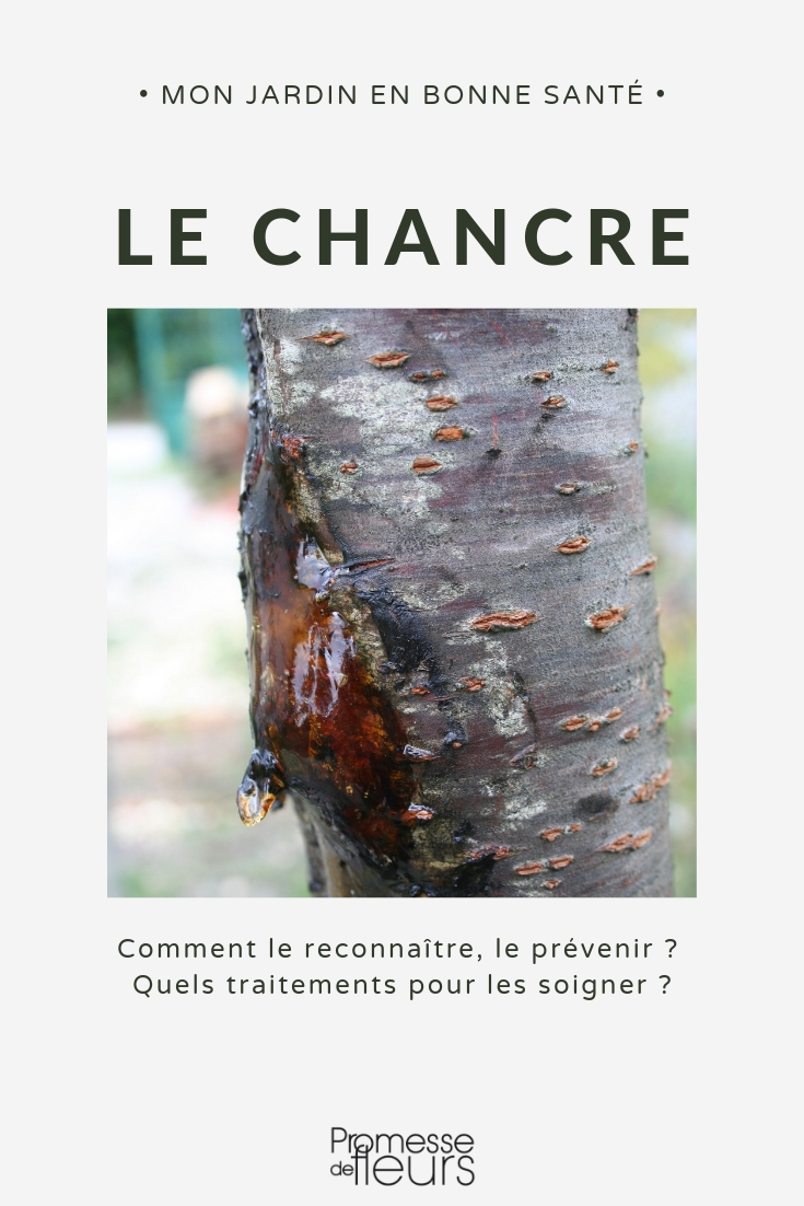 canker canker tree