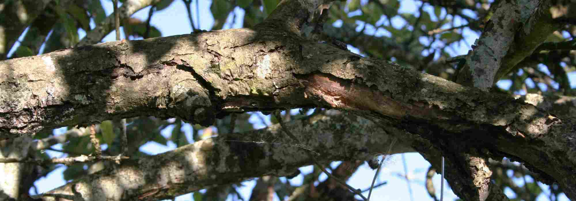 Canker of trees and fruit trees