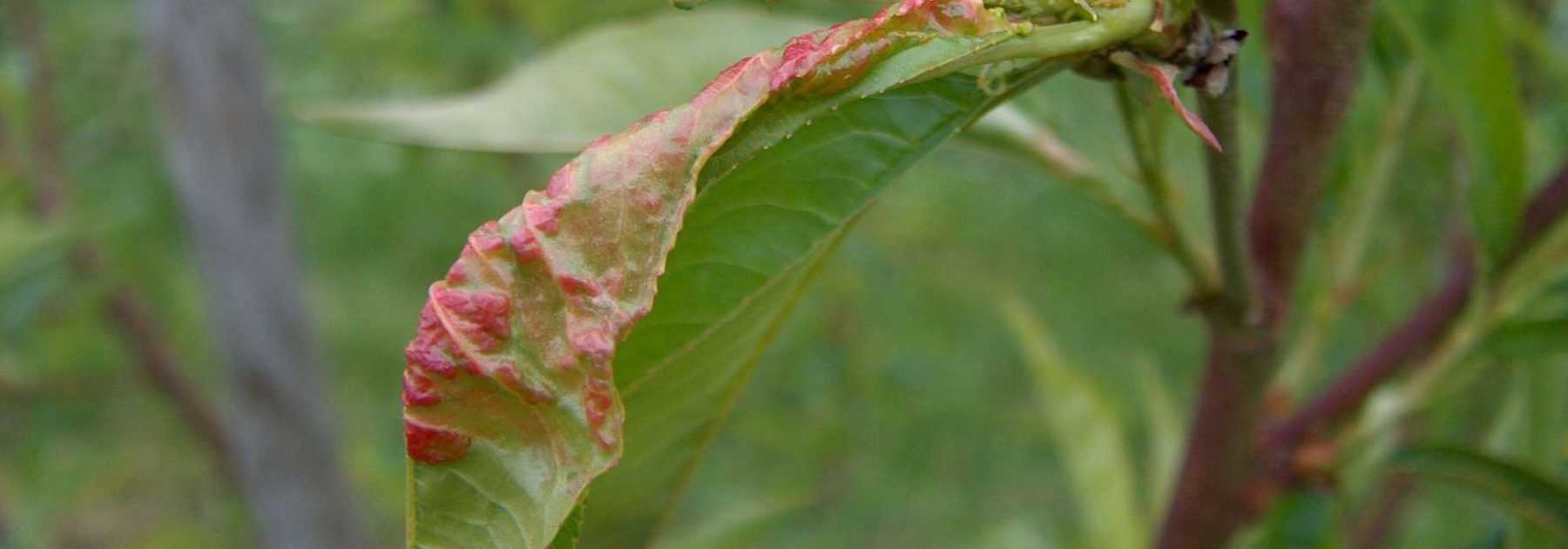 Peach leaf curl