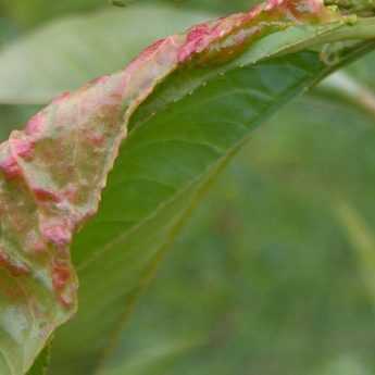 Peach leaf curl