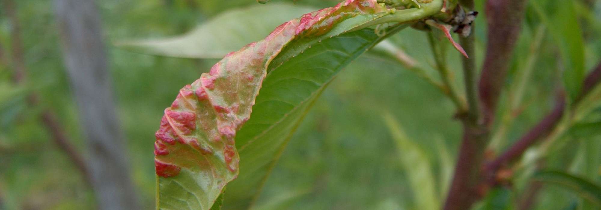 Peach leaf curl