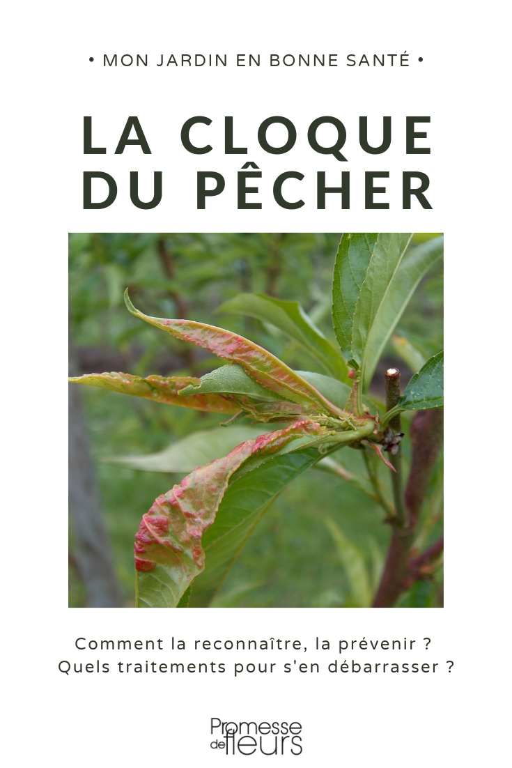 peach leaf curl Peach Leaf Curl: Prevention and Treatment