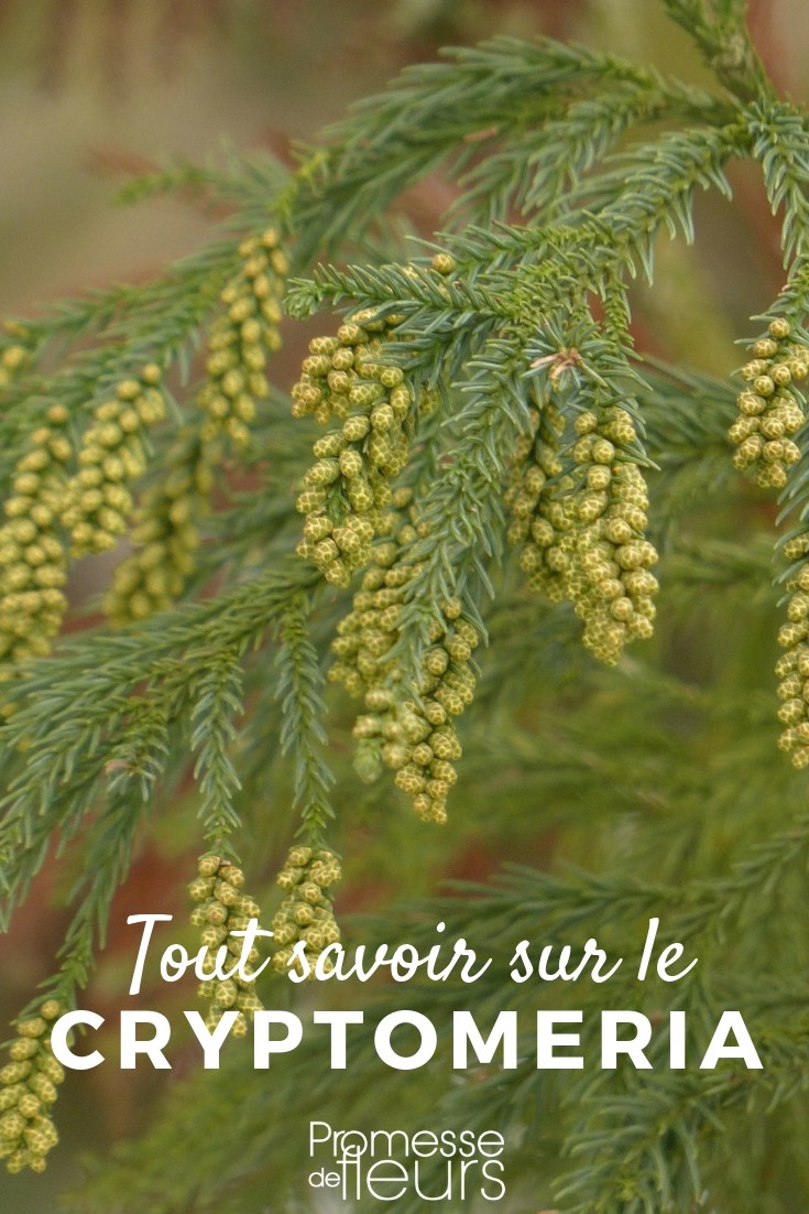 Cryptomeria: Everything You Need to Know
Cryptomeria, also known as Japanese cedar, is a majestic evergreen tree that is highly prized in gardens and landscapes for its attractive pyramid shape and lush, soft foliage. Native to Japan, this tree has been cultivated around the world for its beauty and versatility.
### Characteristics of Cryptomeria
Cryptomeria (Cryptomeria japonica) can reach impressive heights, often growing up to 60 feet or more in cultivation, and even taller in its natural habitat. Its foliage, which ranges in color from bright green to bluish-green, forms in spirals around the branch, giving it a distinctive, dense appearance.
### Ideal Growing Conditions
To thrive, Cryptomeria requires a location with full sun to partial shade and prefers moist, well-drained soil. It is adaptable to a range of soil types, provided they are not overly dry. This tree is relatively hardy but does best in environments where temperatures do not dip below -15°C.
### Planting and Care
When planting Cryptomeria, choose a spot that allows enough space for its mature size. It is important to water it regularly during its first few growing seasons to establish a deep, extensive root system. Once established, it is quite drought-tolerant.
Pruning is rarely necessary, but if desired, it should be done in the late winter or early spring to shape the tree or control its size.
### Common Uses
Cryptomeria is often used as a specimen tree due to its striking appearance and grand stature. It is also popular in group plantings for windbreaks or privacy screens. Additionally, its wood is valued for construction and crafting due to its lightweight and resistance to rot.
### Potential Issues
Cryptomeria is generally a robust and disease-resistant tree. However, it can occasionally suffer from pests like spider mites and fungal diseases such as needle blight, especially when stressed or in poor growing conditions. Proper care and monitoring can help ensure that your Cryptomeria remains healthy and vibrant.
### Conclusion
With its elegant form and minimal care requirements, Cryptomeria is an excellent choice for gardeners looking to add a touch of Asian beauty to their landscape. Whether used for its aesthetic appeal or practical applications, the Japanese cedar is a valuable and striking addition to any garden. Japanese Cedar: Everything You Need to Know