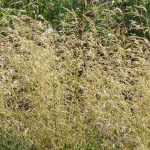 <em>Deschampsia</em>, tufted hair-grass: planting, care and companion planting