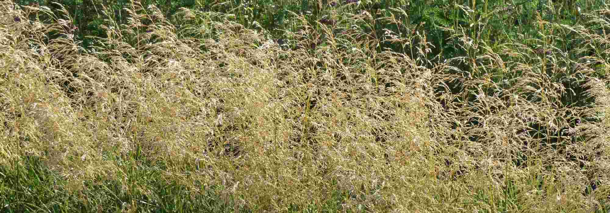 <em>Deschampsia</em>, tufted hair-grass: planting, care and companion young plants