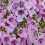 <em>Diascia</em>: to sow, to plant, to grow