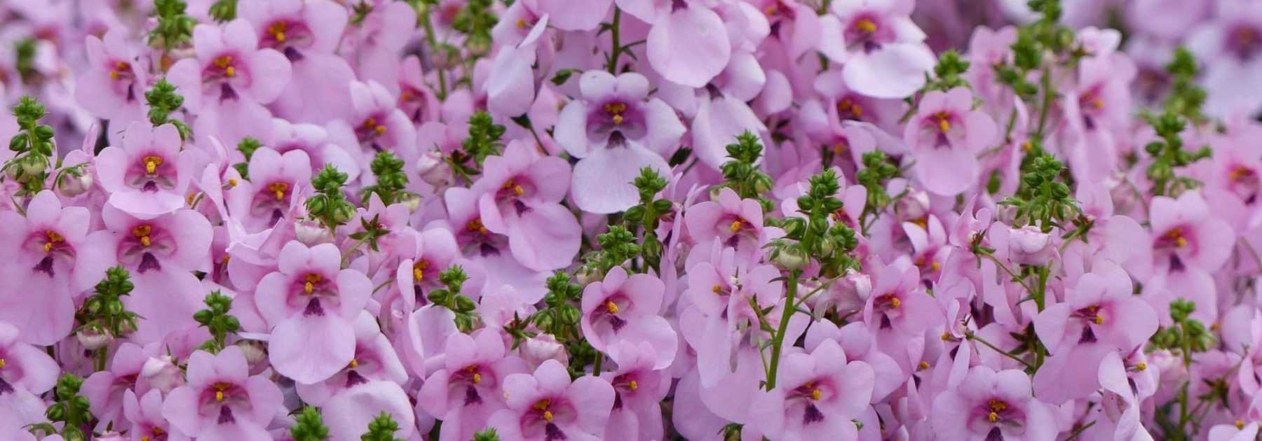 <em>Diascia</em>: to sow, to plant, to grow