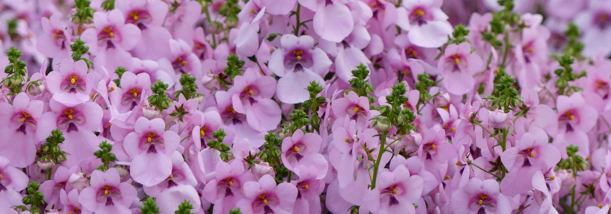 <em>Diascia</em>: to sow, to plant, to grow