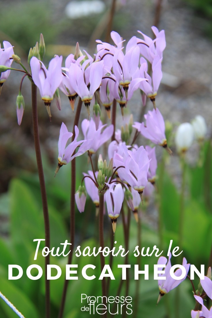 Virginia spiderwort