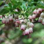 <em>Enkianthus</em>, campanulate andromeda: to plant, to grow, to care for