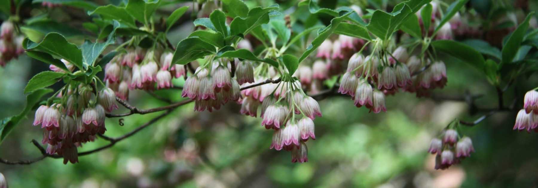 Enkianthus, Bell-flowered Andromeda: Planting, Growing, and Care
