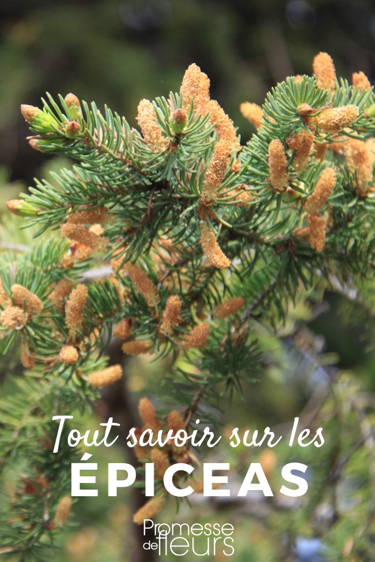 Spruce: Everything You Need to Know Understanding Picea: Everything You Need to Know
Picea, commonly known as spruce, is a genus of coniferous trees in the Pinaceae family, which are appreciated for their evergreen beauty and robust nature. These trees are native to northern temperate and boreal regions around the globe. Spruces are popular in both natural and cultivated landscapes, valued for their versatility and aesthetic appeal.
### Characteristics of Picea
Spruces are large trees, typically reaching heights of 20-60 meters. They have a pyramidal shape with whorled branches and thin, scaly bark. The leaves of a spruce are needle-like, with a four-sided shape that allows them to resist cold and drought effectively. These needles are attached to the branch in a spiral pattern, which is a distinctive feature of the genus.
### Varieties and Uses
There are several species of Picea, each with unique characteristics and uses. Some of the most well-known include:
- **Picea abies** (Norway Spruce): Widely used in Europe for timber and Christmas trees.
- **Picea glauca** (White Spruce): Known for its hardiness and used extensively in the paper industry.
- **Picea pungens** (Blue Spruce): Noted for its striking blue foliage and popular as an ornamental tree.
Spruces are not only important commercially but are also vital for wildlife, providing habitat and food for various bird species and small mammals.
### Planting and Care
To thrive, spruces require well-drained soil and full sun exposure. They are relatively low-maintenance but do need some basic care to prevent common issues such as pest infestations and diseases. Regular watering during dry periods, mulching to retain soil moisture, and periodic checks for pests can help maintain the health of these trees.
### Conclusion
Spruces are a magnificent addition to any landscape, offering year-round visual interest and numerous benefits for the environment and wildlife. Whether you are looking to create a privacy screen, add a focal point to your garden, or simply enjoy the natural beauty of these trees, Picea offers a variety of options to suit any need.