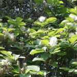 <em>Fothergilla</em>: planting, pruning and care