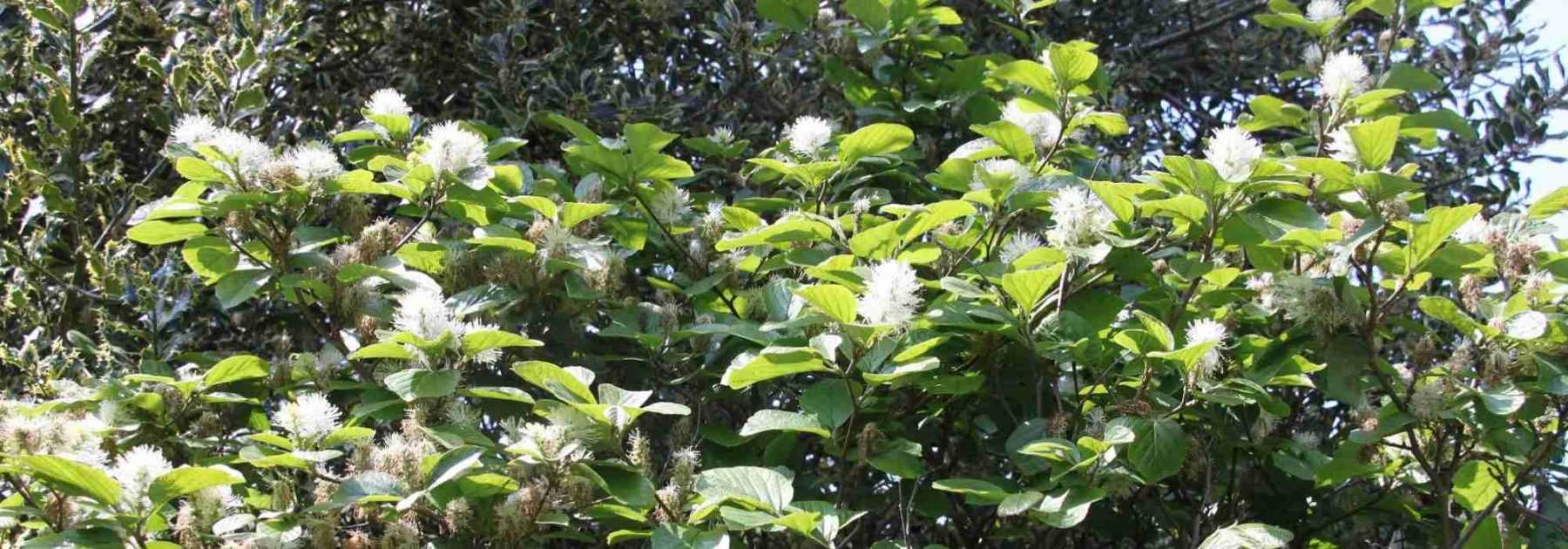 <em>Fothergilla</em>: planting, pruning and care