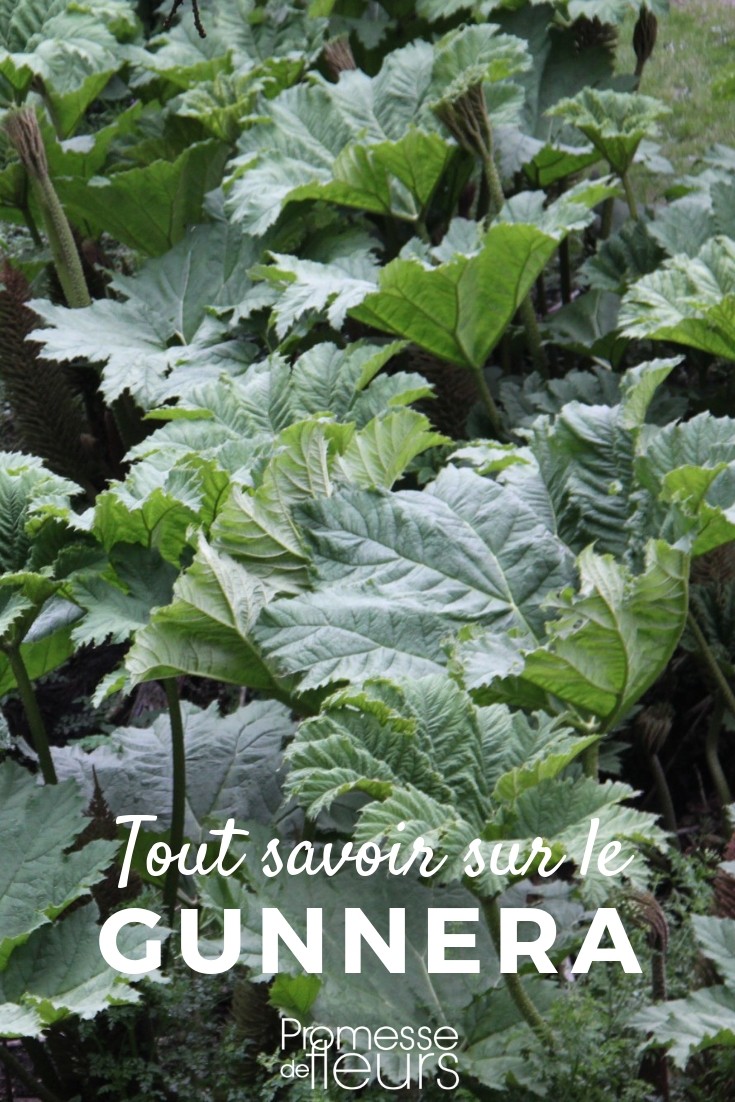 Gunnera: Everything You Need to Know gunnera