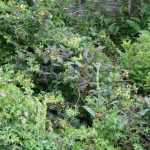 How to landscape a sloping garden?