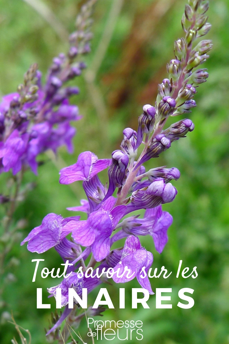 Linaria, Everything You Need to Know