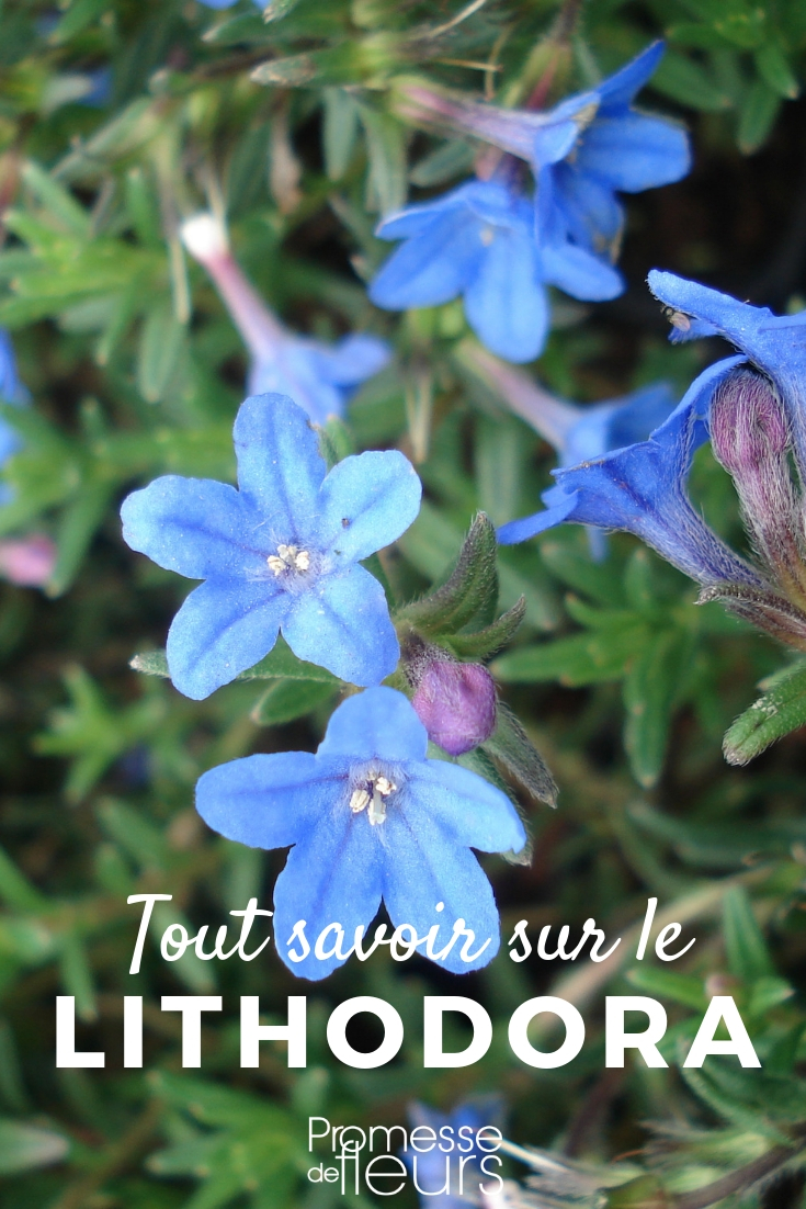lithodora, gromwell