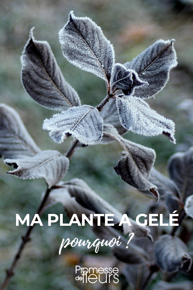 My young plant has frozen. Frost in the Garden