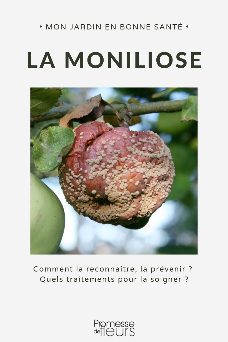 brown rot Moniliasis or fruit rot