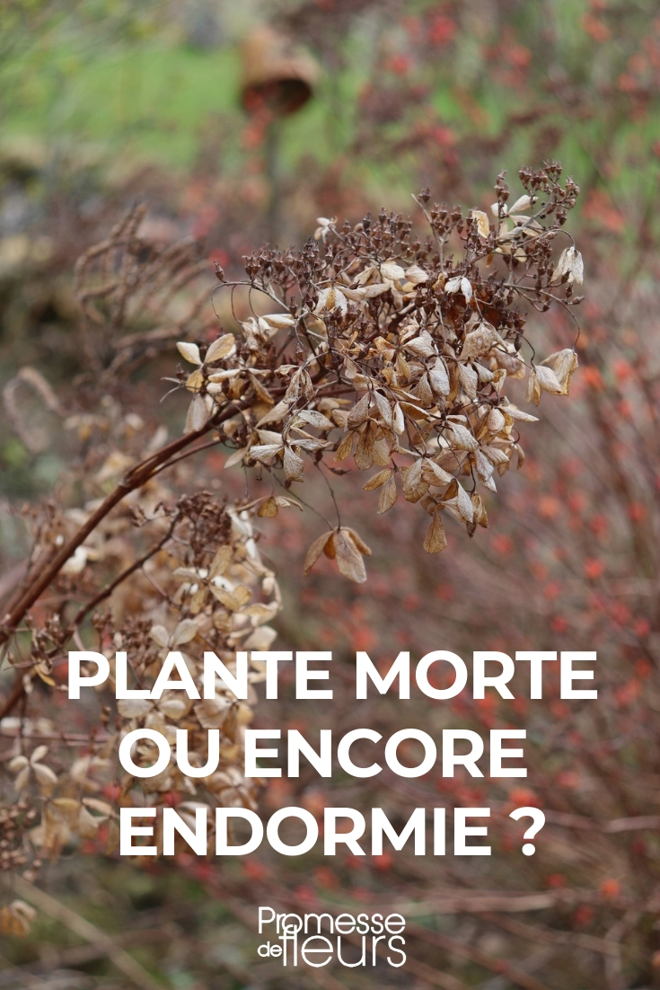 Dead or Dormant Young Plant Dormancy of Young Plants