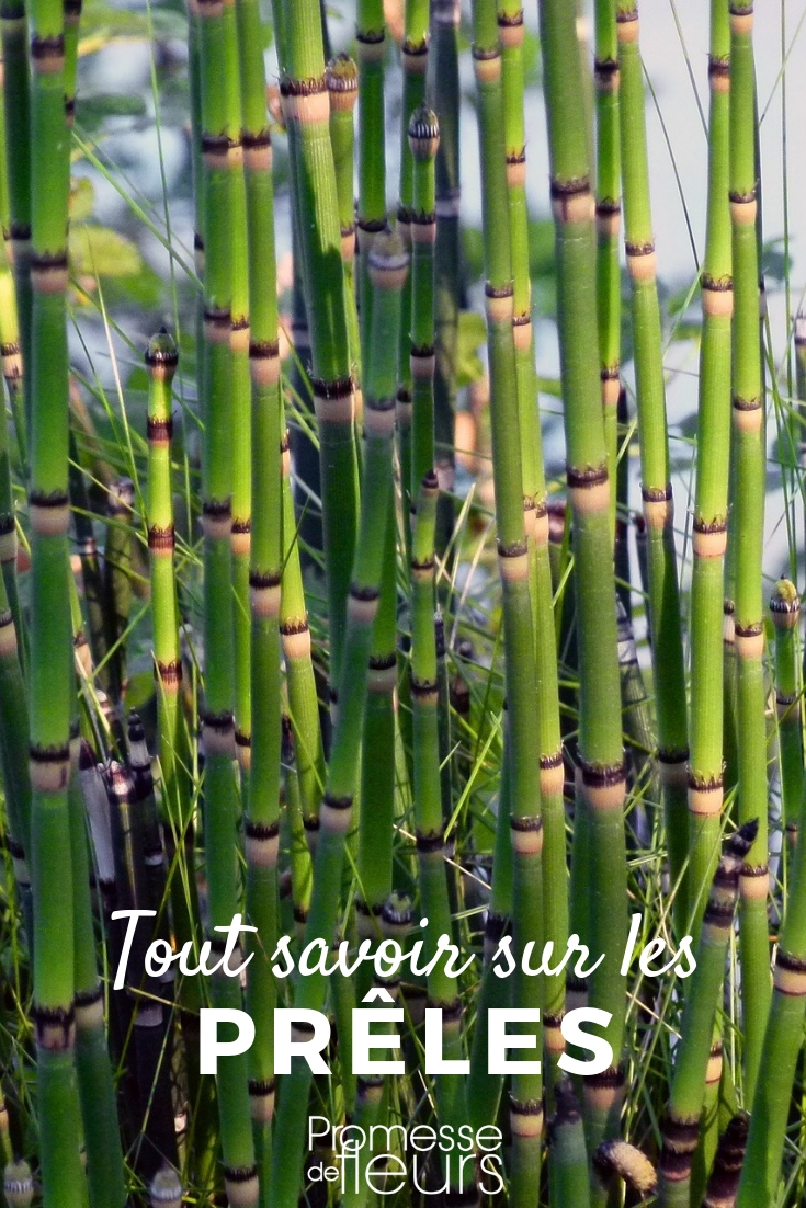 Equisetum Horsetail: Everything You Need to Know Equisetum Hyemale: Planting and Cultivation