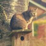 Cats and birds incompatible in the garden? My tips to protect them