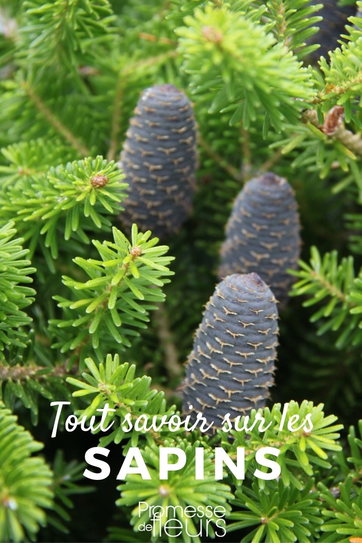 Fir Trees: Everything You Need to Know
Fir trees, known botanically as members of the genus Abies, are a popular choice among gardeners and landscapers for their majestic appearance and evergreen foliage. In this article, we'll delve into the essential aspects of fir trees, providing you with all the information you need to grow and care for these splendid trees.
### Characteristics of Fir Trees
Fir trees are renowned for their symmetrical, conical shape and their flat, needle-like leaves that attach directly to the branches. The needles generally have a soft texture, making the tree less prickly compared to other conifers. One of the distinctive features of fir trees is their unique cone structure, which stands upright like candles on the branches.
### Planting and Growing Conditions
When planting fir trees, choose a location that offers full sun to partial shade. They thrive in well-drained soil and require ample space to accommodate their potentially large size. It's crucial to consider the mature size of the tree to avoid future issues with spacing.
### Care and Maintenance
Fir trees are relatively low-maintenance. They need regular watering during their first few years to establish a strong root system, especially if planted in drier conditions. Once established, they are quite drought-resistant. Pruning is rarely necessary, as firs naturally maintain a good shape.
### Common Varieties
There are several popular varieties of fir trees that are well-suited for ornamental use:
- **Nordmann Fir (Abies nordmanniana)**: Known for its lush, dark green foliage and robust form, this variety is often used as a Christmas tree.
- **Balsam Fir (Abies balsamea)**: This variety is celebrated for its fragrant needles and is another popular choice for Christmas trees.
- **Douglas Fir (Pseudotsuga menziesii)**: Although not a true fir, it is commonly referred to as one. It features beautiful, soft needles and is highly valued for its wood.
### Pests and Diseases
Fir trees are generally resistant to pests and diseases. However, they can occasionally be affected by aphids and fungal diseases such as root rot. Regular monitoring and maintaining healthy growing conditions are key to preventing these issues.
### Conclusion
Fir trees are a splendid addition to any garden, offering year-round beauty and a stately presence. With proper care and suitable growing conditions, they can thrive for many years, making them a worthwhile investment for any gardener looking to enhance their landscape.
Whether you're planting a single specimen or creating a coniferous border, understanding these basics will help you succeed in growing healthy and vibrant fir trees. Happy gardening! Everything You Need to Know About Abies