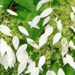 <em>Schizophragma hydrangeoides</em>: planting, cultivation, care