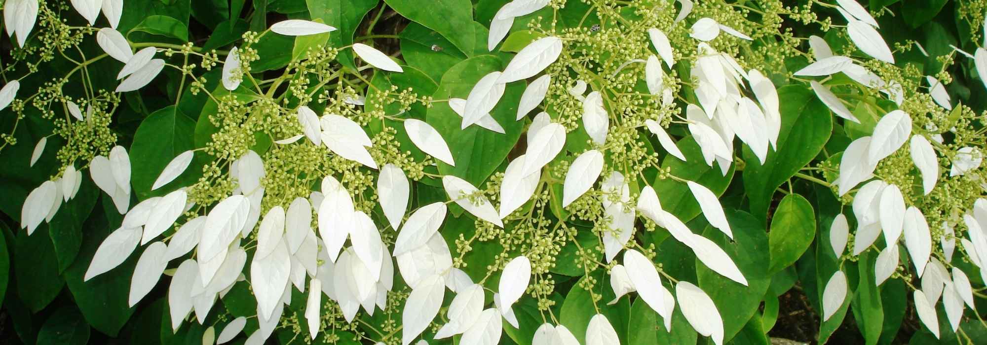<em>Schizophragma hydrangeoides</em>: planting, cultivation, care