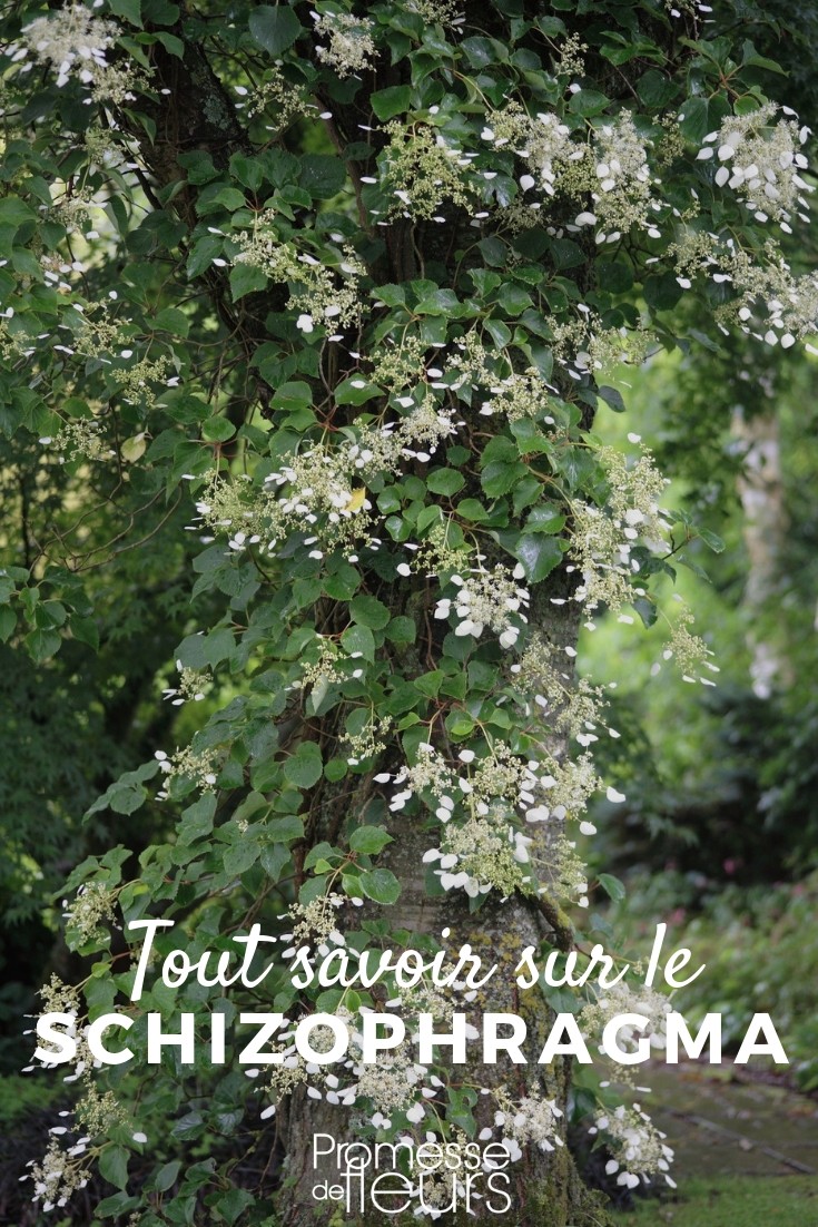 Climbing False Hydrangea: Everything You Need to Know