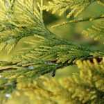 <em>Thuja</em>: planting, pruning and care