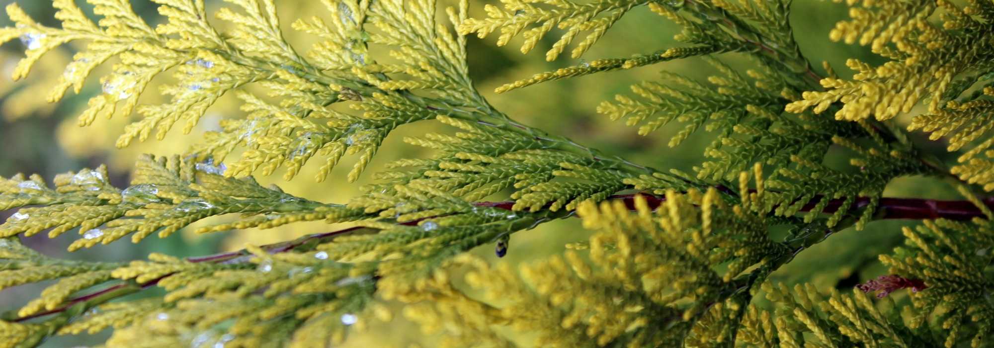 <em>Thuja</em>: planting, pruning and care