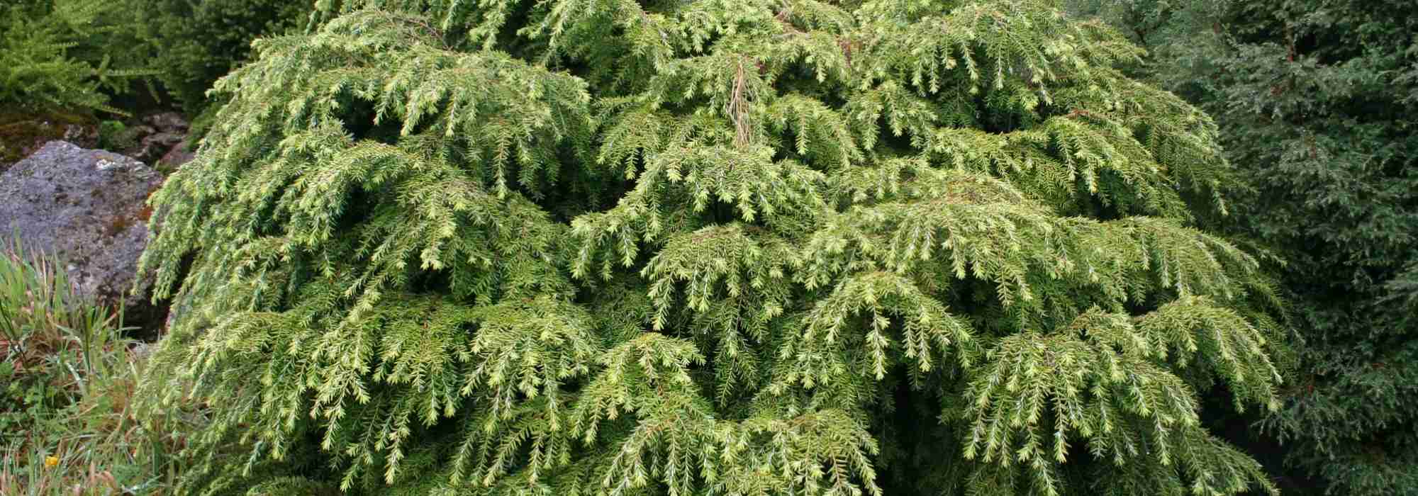 <em>Tsuga</em>, hemlock: planting, pruning and care