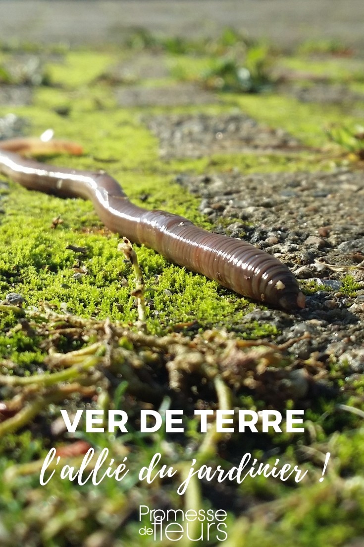 earthworm
