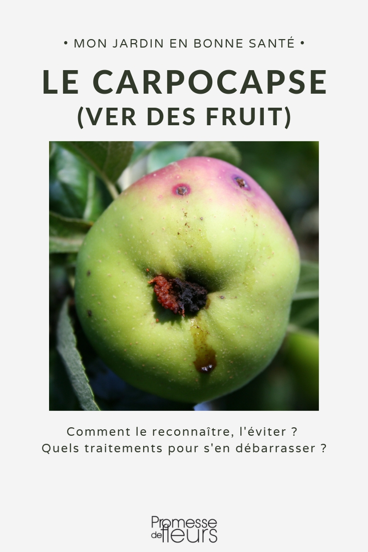 Managing Fruit Carpocapse Pests codling moth, worms in fruit